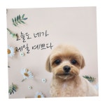 수니네 강아지 미용실