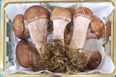 농업회사법인미라클송이팜