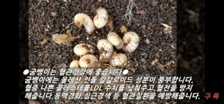 추월산굼벵이농장