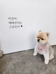 수니네 강아지 미용실