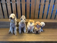 코지002 애견유치원 &카페 &24시상주호텔 &미용