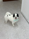 견공간샵