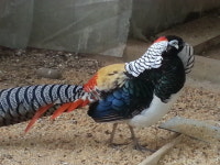 나무새관광농원