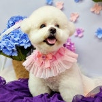 무아몽 해운대 강아지 애견미용