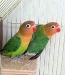 나무새관광농원