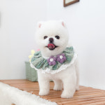 쿨독펫샵