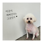 수니네 강아지 미용실