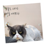 수니네 강아지 미용실