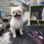 도그카페