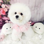 지오애견미용샵