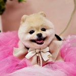 무아몽 해운대 강아지 애견미용