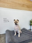 수니네 강아지 미용실