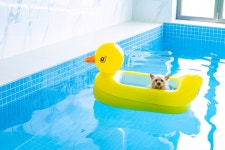 멍스클럽 애견펜션