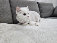 냥냥