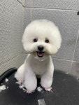 마이유어펫살롱
