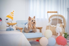 멍스클럽 애견펜션