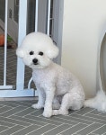 마이유어펫살롱