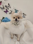 쁘띠르시앙