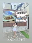 온퍼피 강아지분양 전주본점