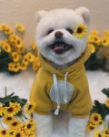 데일리멍