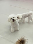 댕로하 애견유치원&애견미용