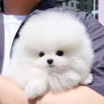 천안강아지분양 우리집퍼피 천안아산본점