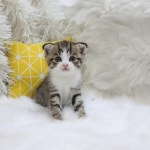 냥냥펀치 이천본점