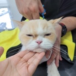 야옹이 GROOMING