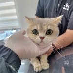 야옹이 GROOMING