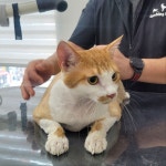 야옹이 GROOMING