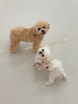 댕로하 애견유치원&애견미용