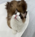 부타캣 앨리웨이 인천점