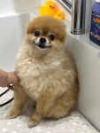디어댕