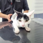야옹이 GROOMING