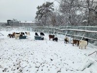우아한염소농원