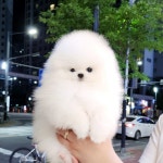천안강아지분양 우리집퍼피 천안아산본점