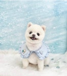 뽀얗개