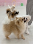 댕로하 애견유치원&애견미용