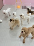 댕로하 애견유치원&애견미용