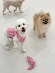 댕로하 애견유치원&애견미용
