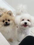 댕로하 애견유치원&애견미용