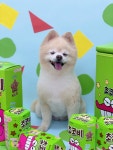 위즈퍼피