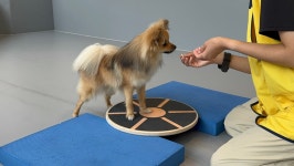 옐레드 애견유치원&애견호텔 안산고잔점