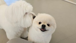 모어포유