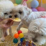 솔솔애견유치원