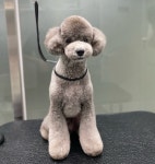 헬로우버디 그루밍센터 분당점
