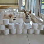 솔솔애견유치원