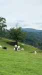 몽토랑산양목장&뷰카페