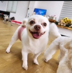 어썸 강아지 호텔 & 유치원