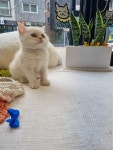 일산고양이 라라캣츠